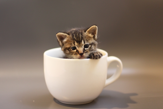 子猫コーヒーカップ